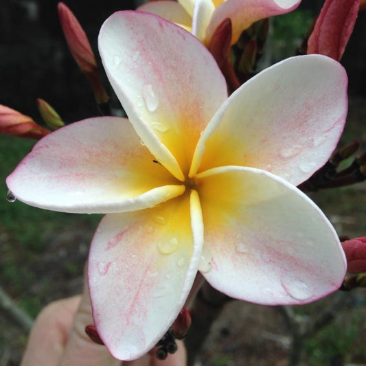 Sanibel