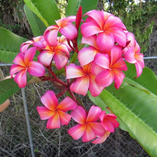 'Santana'