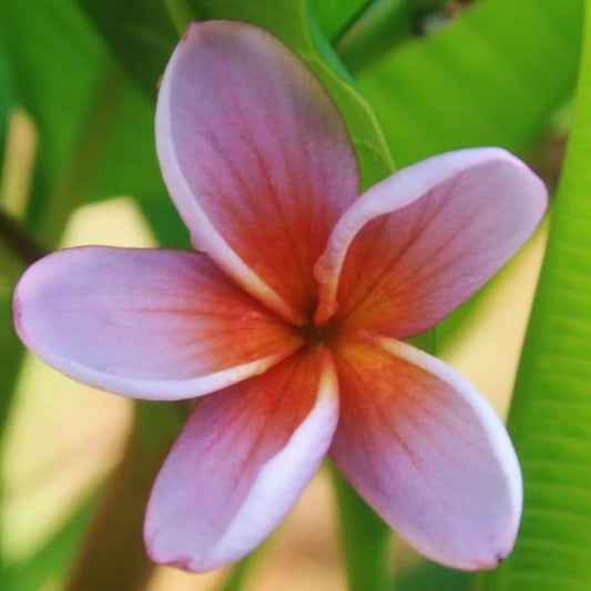 'Silky Purple'