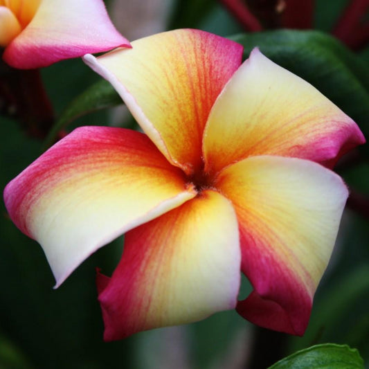 'Thai Giant Rainbow'
