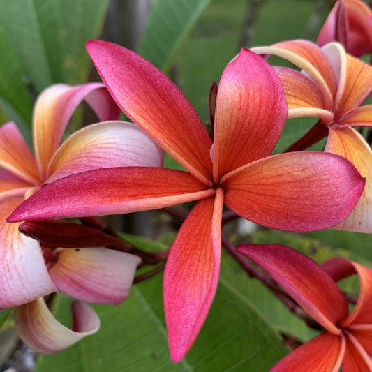 Amber Star - Plumeria Flower orange narrow petals
